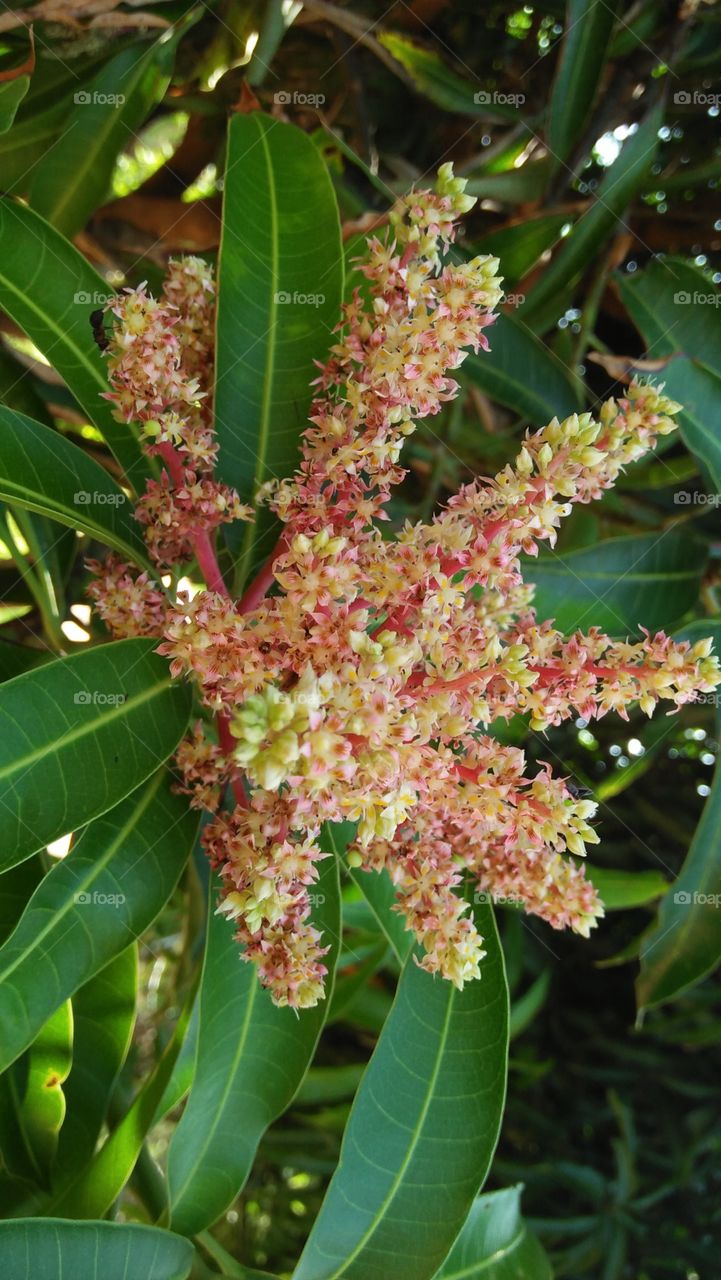 mango tree flower