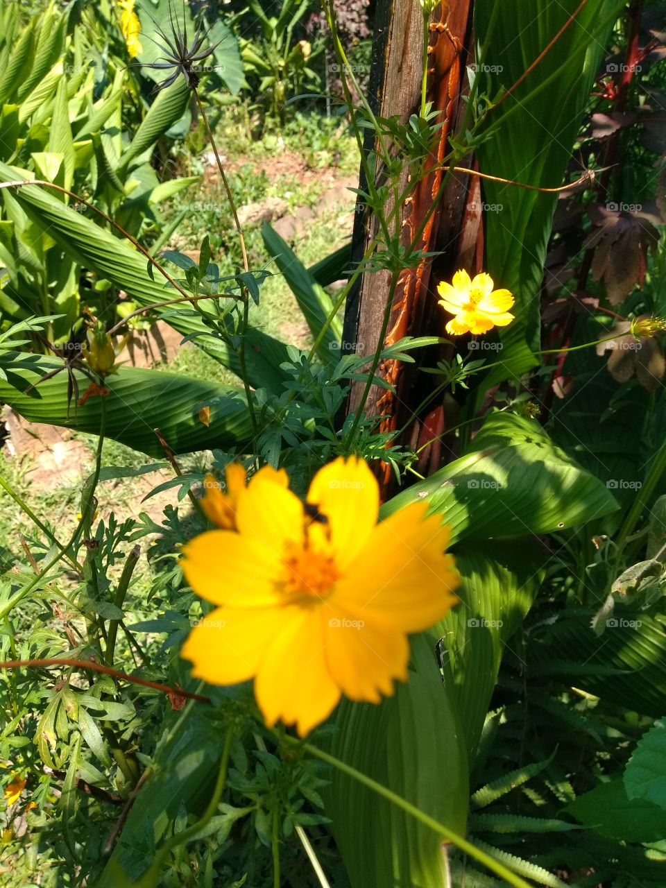 bem vindo foap natureza