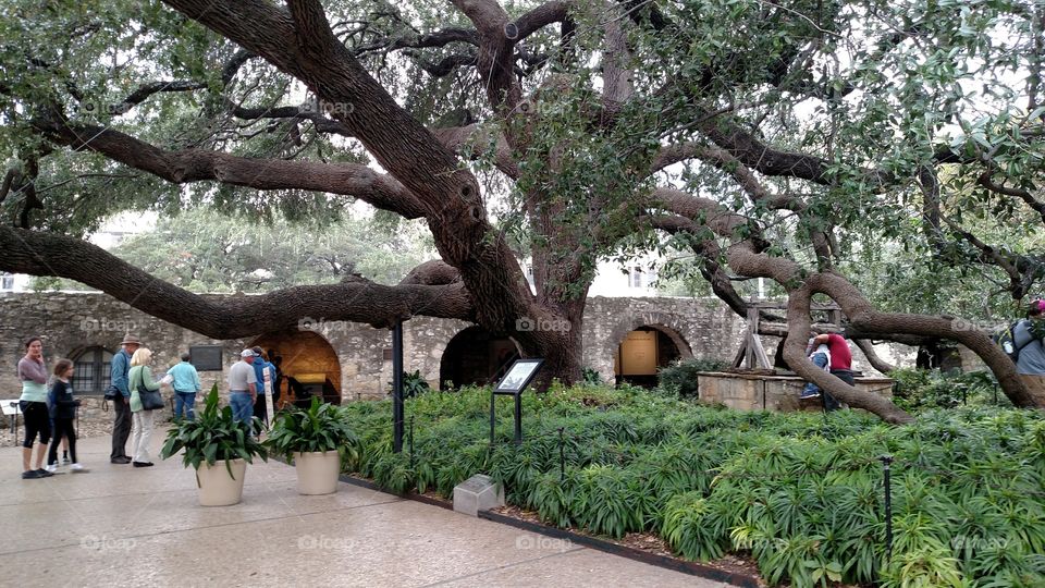 The Live Oak at the Alamo
