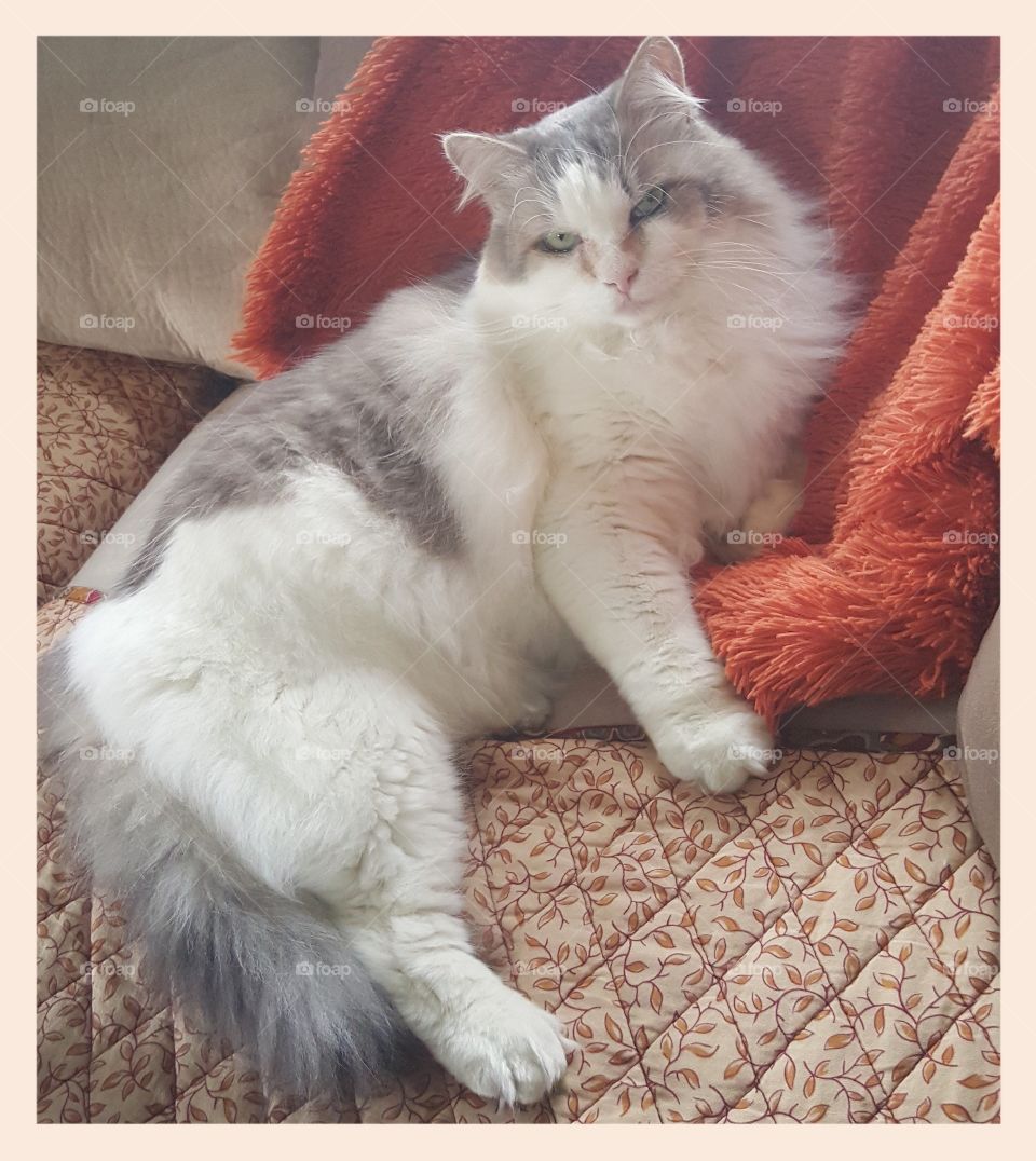 Chagall. My Norwegian Forest Cat