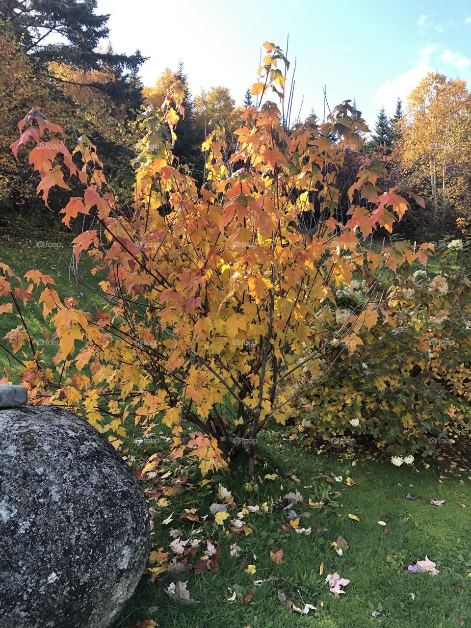 Small maple tree in mom’s garden