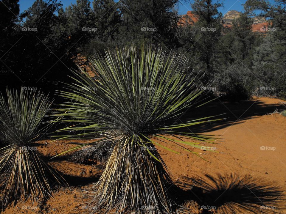 Yucca in Sedona Arizona 