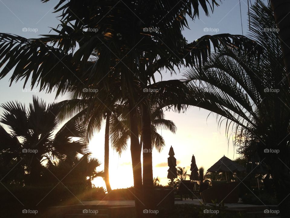 Palm trees on a sunset in Nevis, Saint Kitts