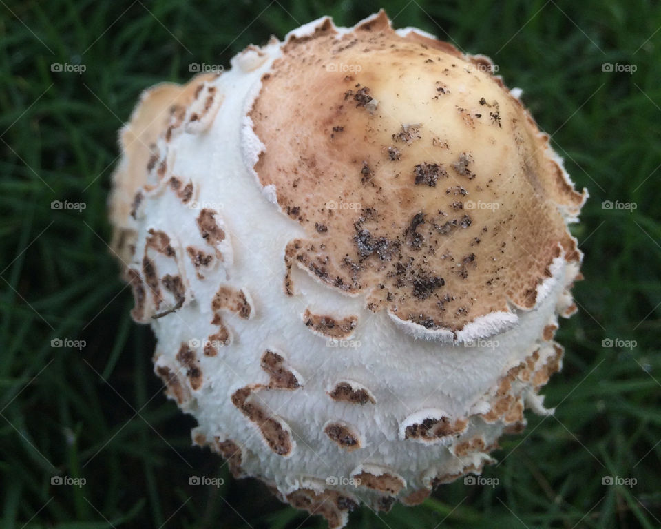 Close up mushroom 
