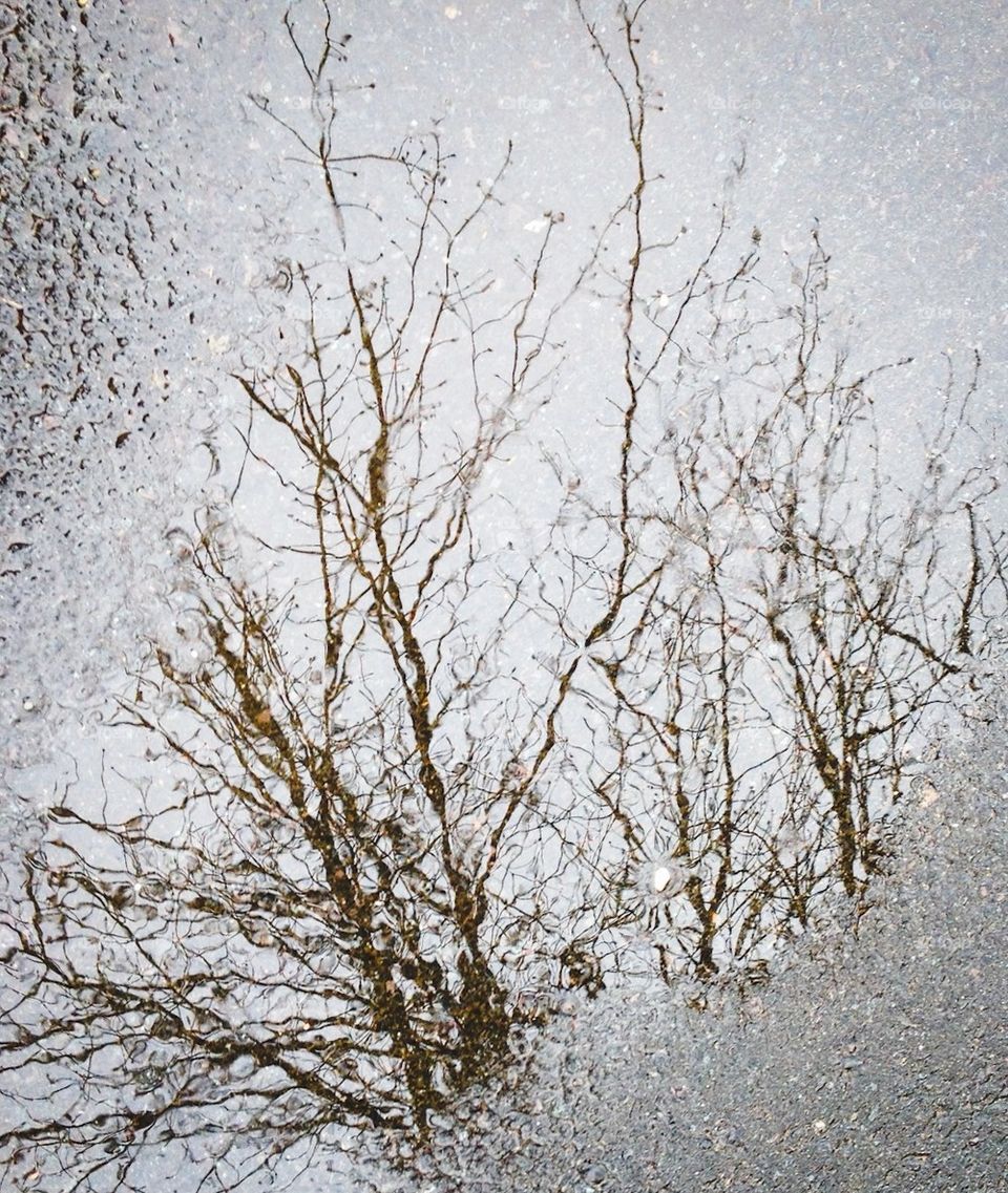 reflection in a puddle