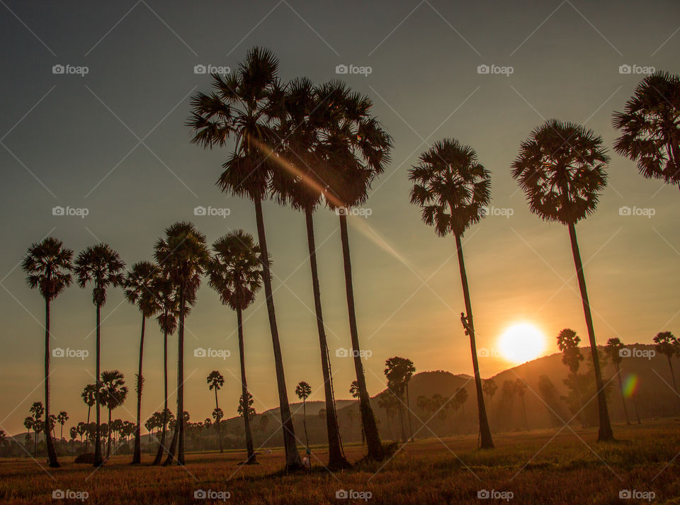 Palm tree at sunset