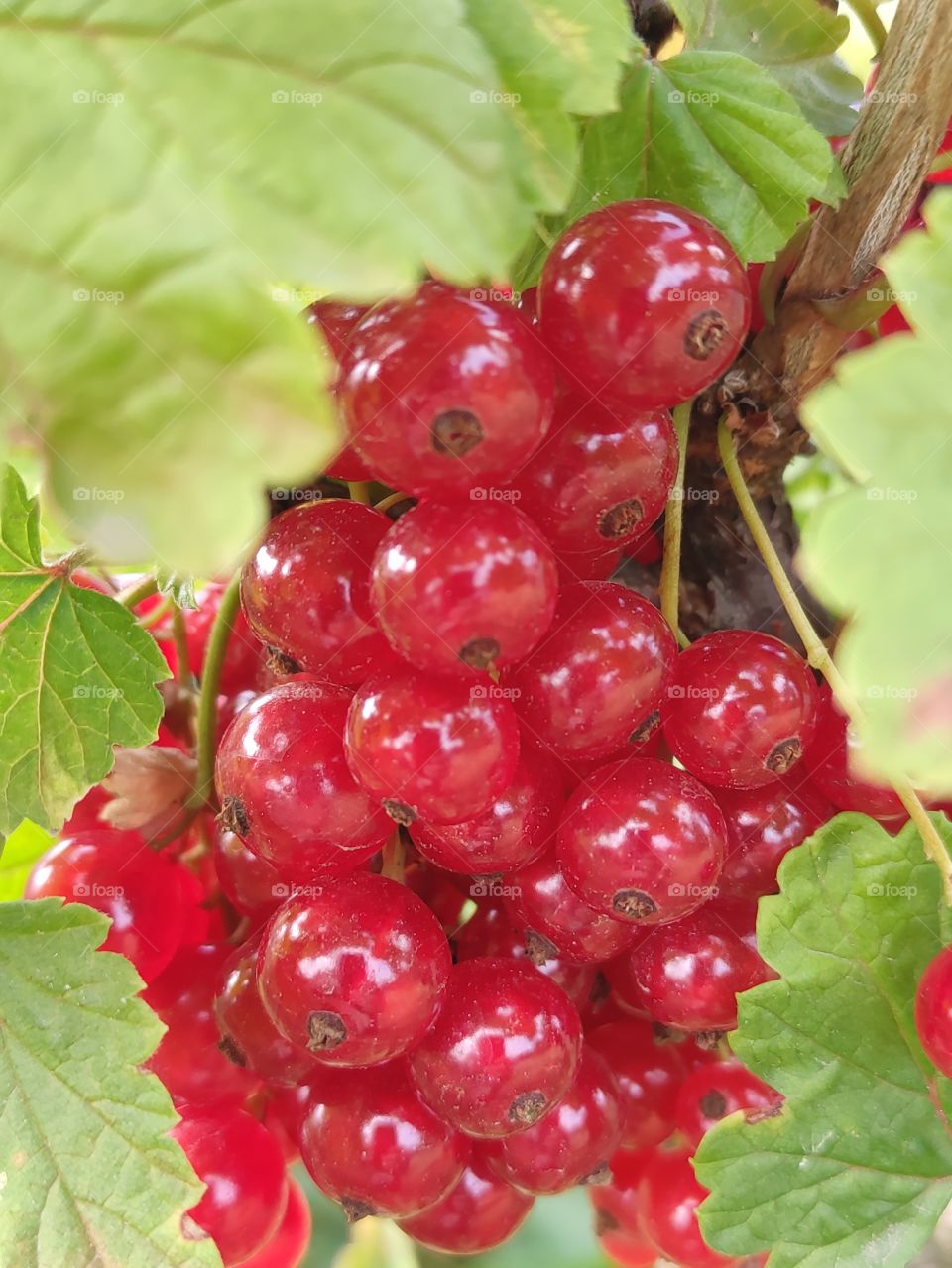 Currants