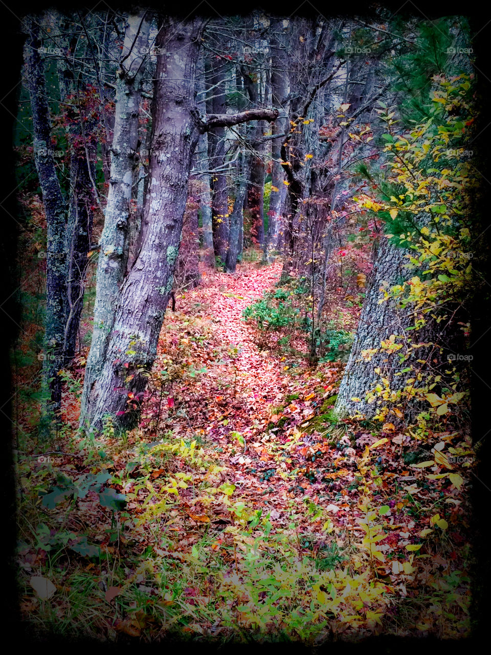 The Autumn Path