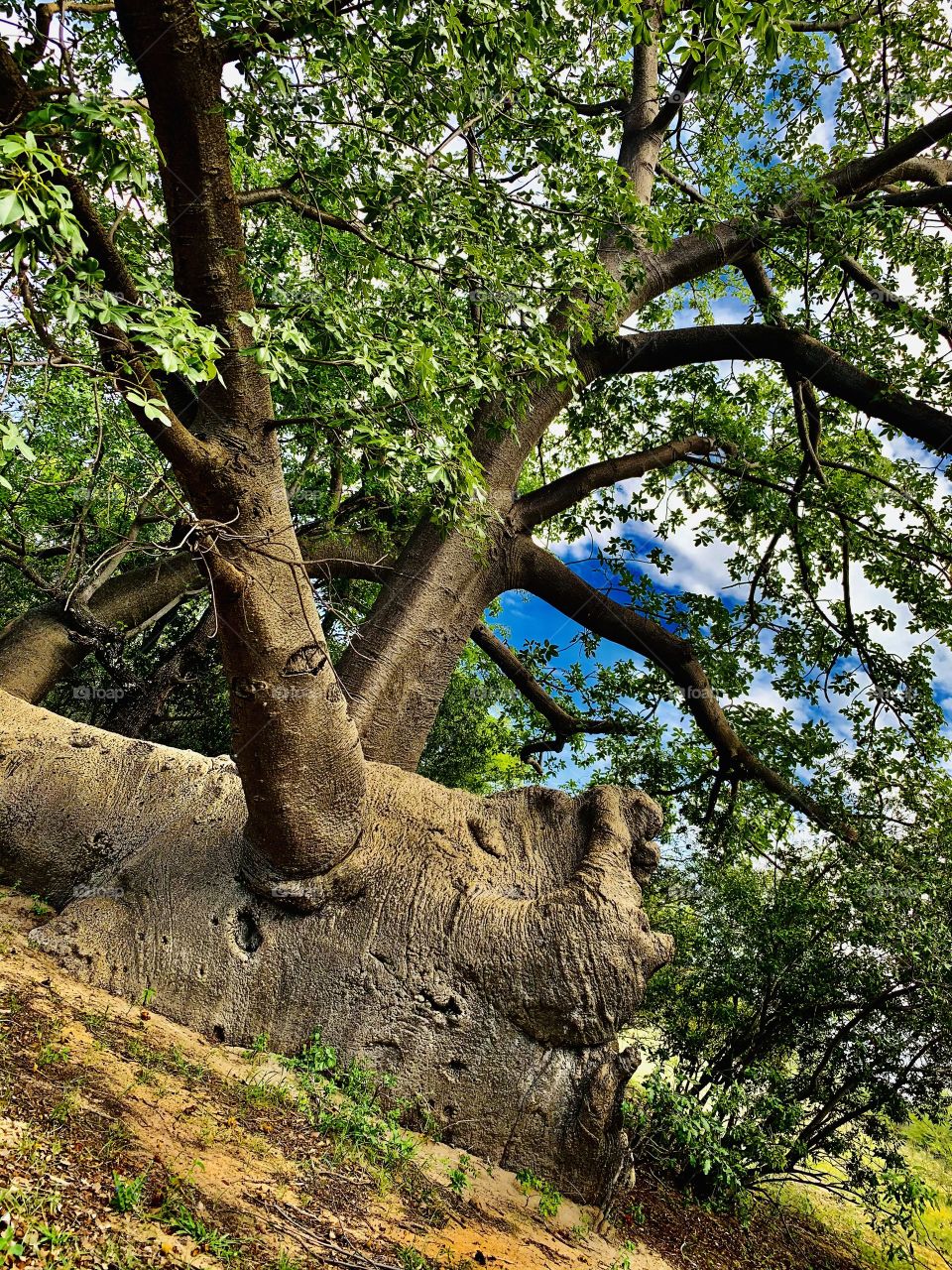 This is a mysterious giant baobab tree in our farmyard. It fell many years ago but still happy and alive.