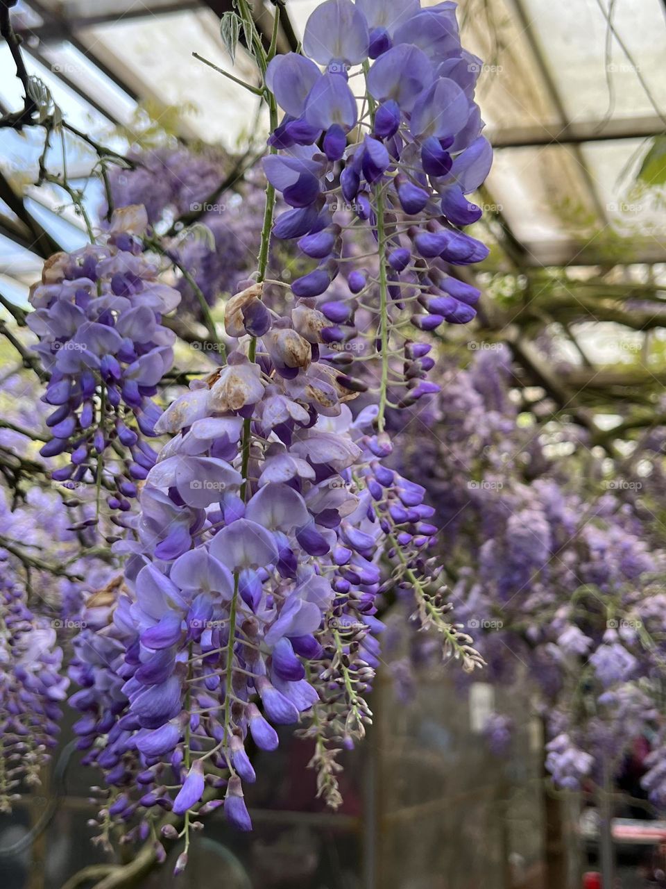 Wisteria flower in Yang Ming Shan 