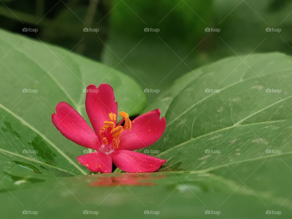 a pink flower on a green leaf.