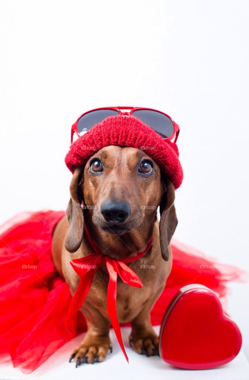 Cute dog in red hat and dress