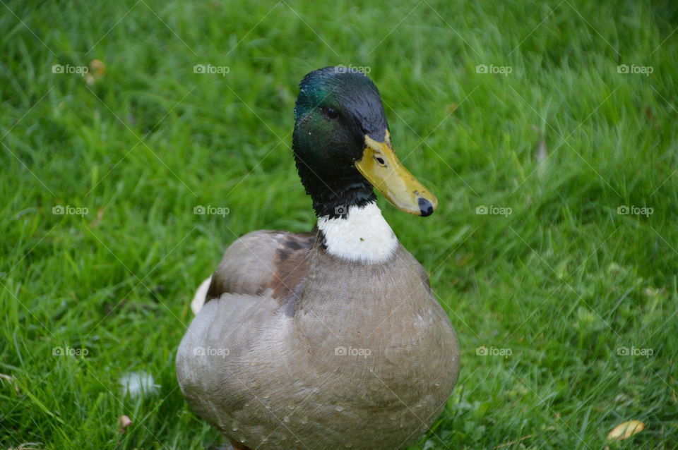 Male Duck In The Grass
