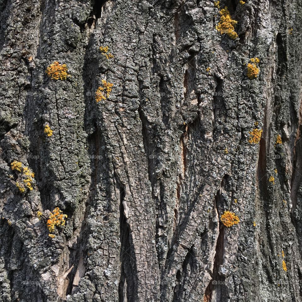Moss on the bark of the tree with small dots. Yellow moss.