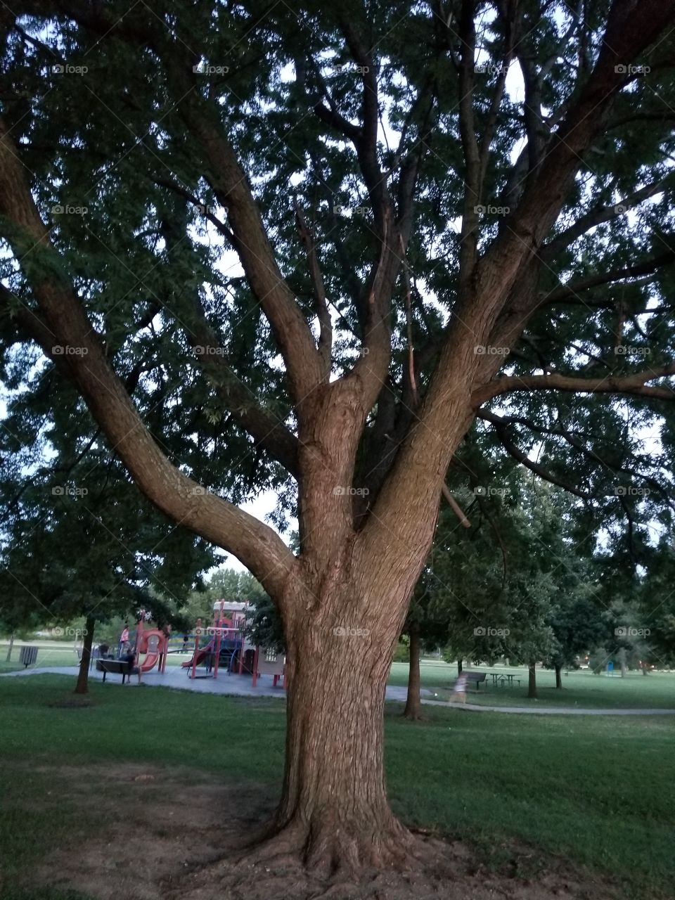 tree