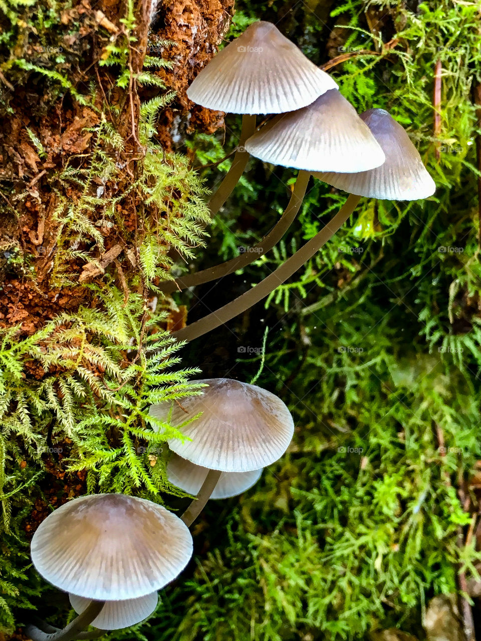 Winter Fungi