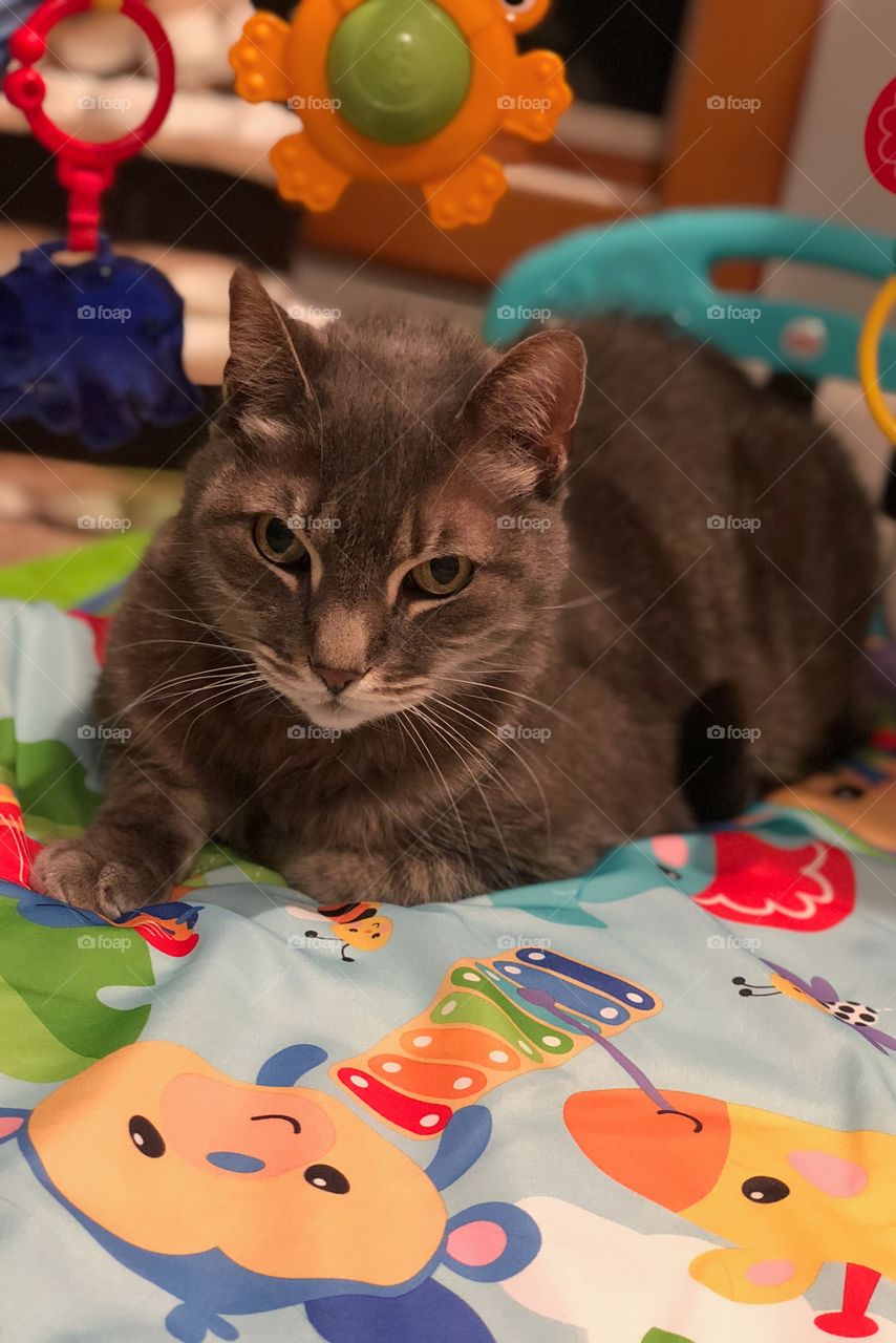 Smokey thinks the baby’s new play mat is for him. 