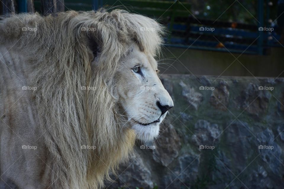 white lion