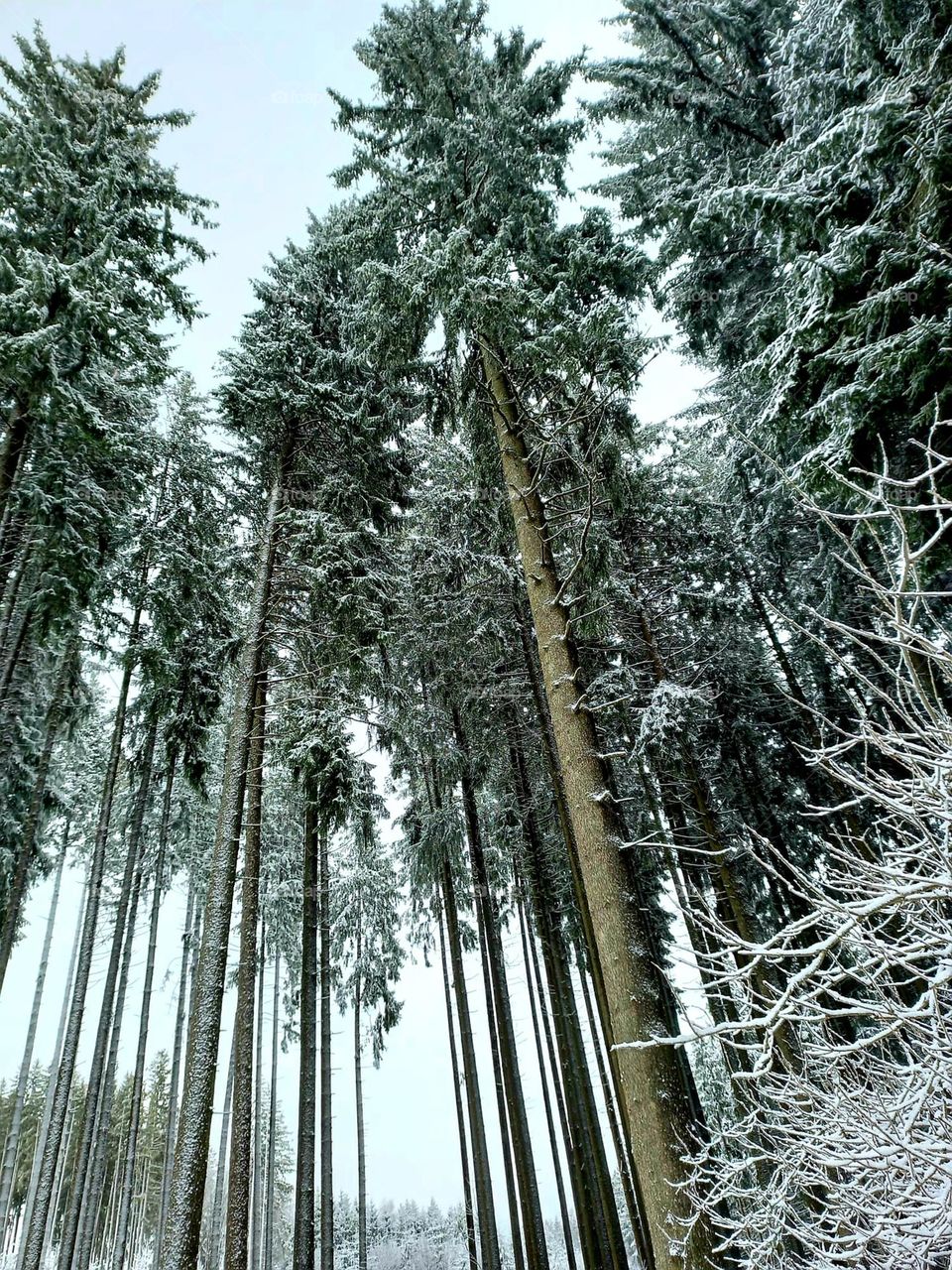 Tall Trees in the Snow