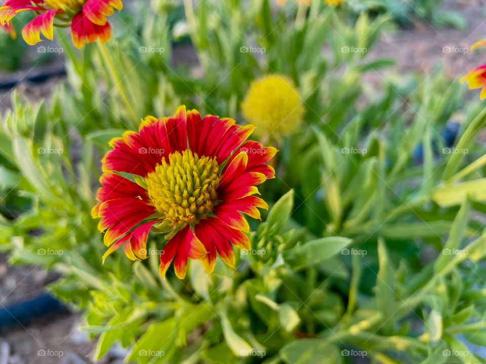 Portraits of plants 