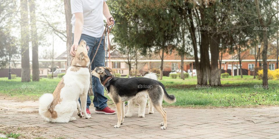 man walking three dogs outdoors