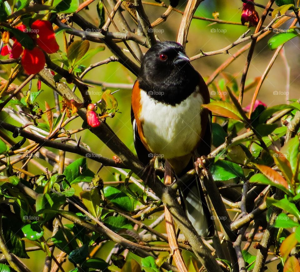 Eastern Towhee sitting in a bush in the spring.