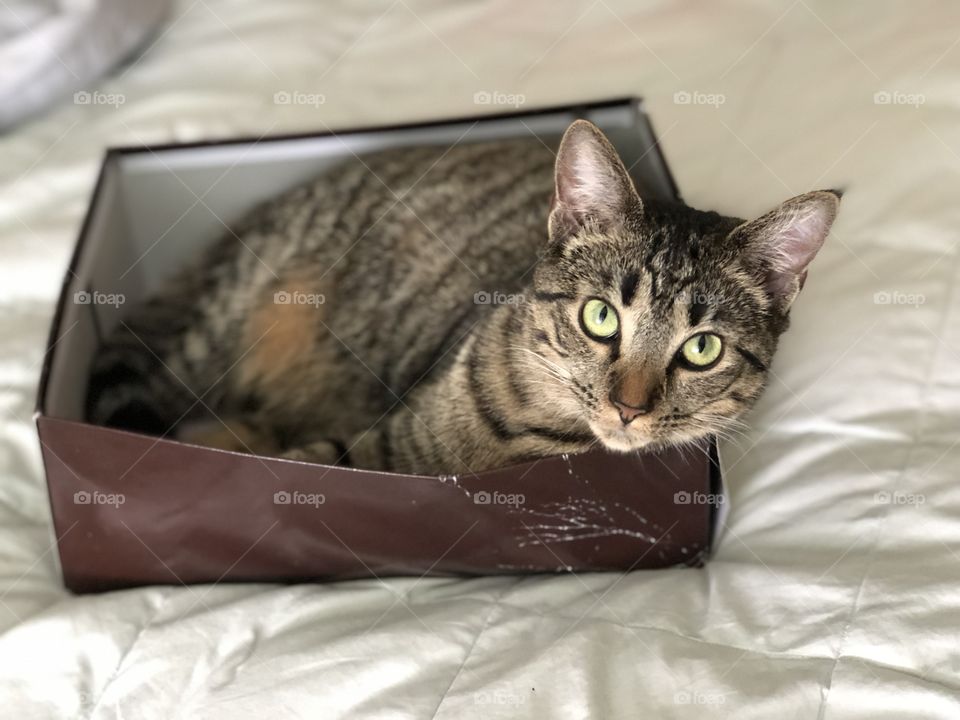 Kitty cat in a box