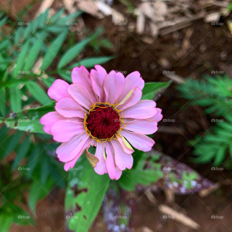 Beautifully colored flower 🌸