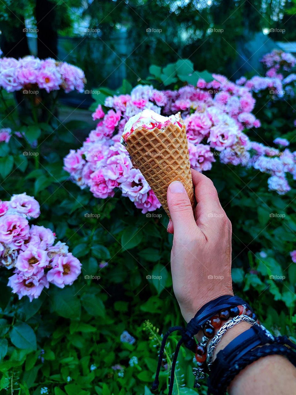 Summer. A woman's hand holds an ice cream cone against the background of bushes with blooming flowers of purple roses