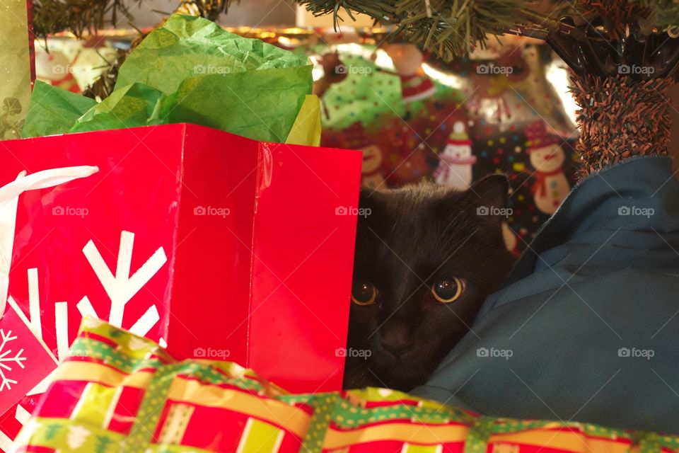 Cat under a Christmas tree
