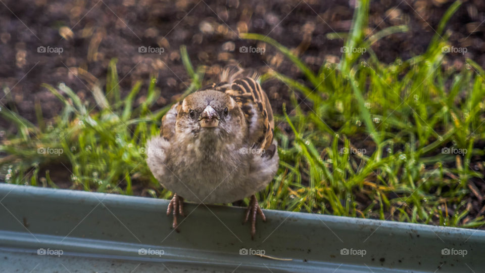 Nature, Wildlife, Outdoors, Little, Bird