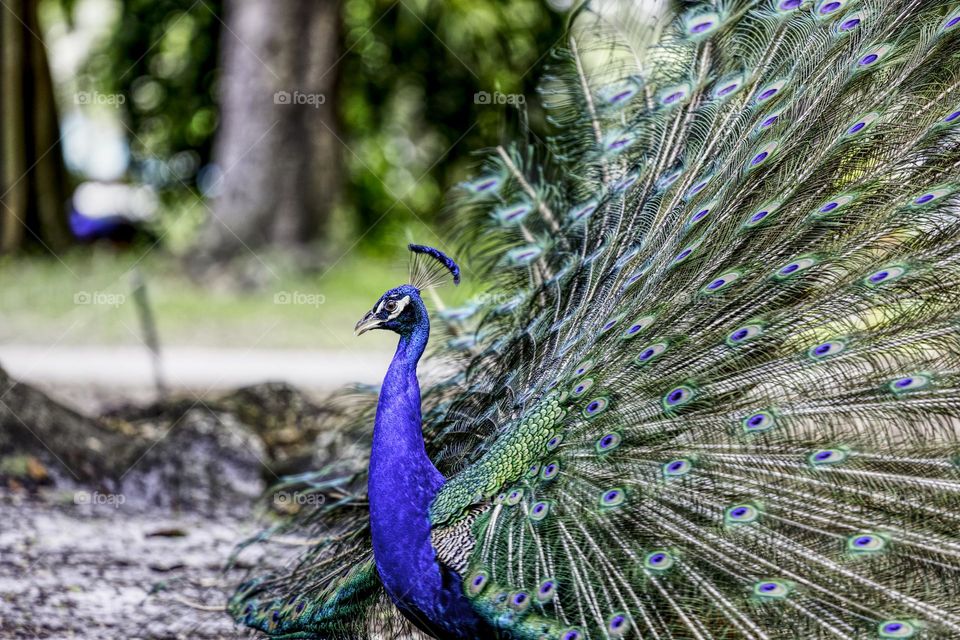 Peacock in flamingo gardens Florida