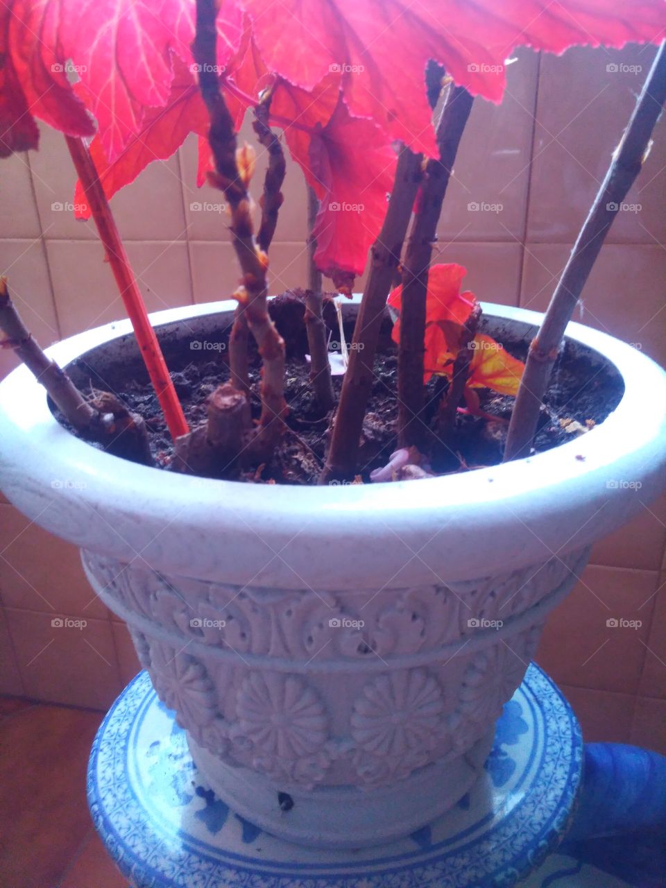 Indoor plants in pot