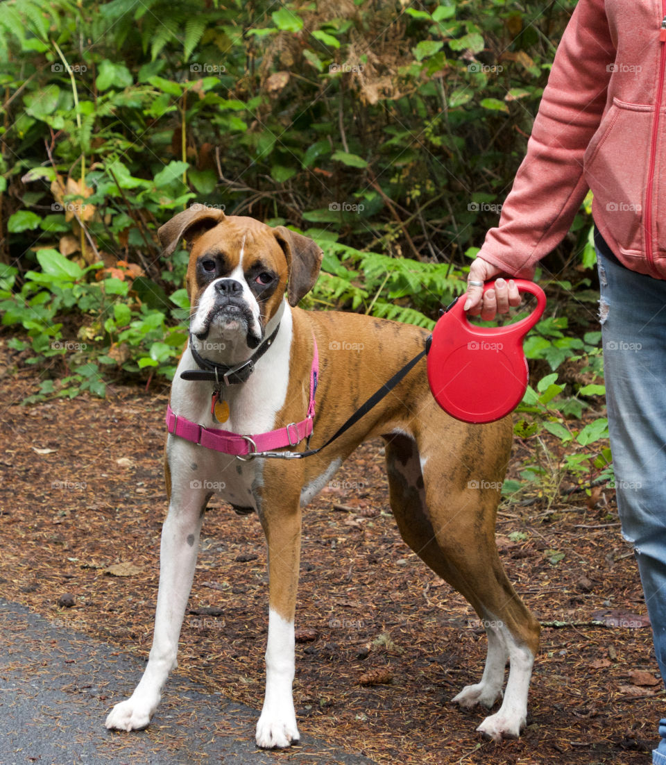 Silly boxer on a walk