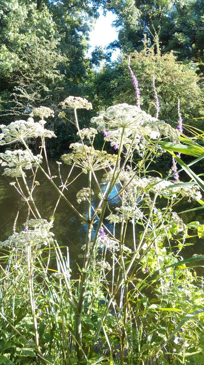 Cow parsley