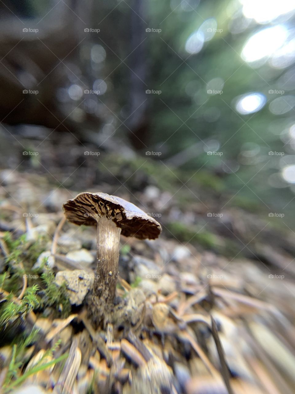 Warped mushroom 