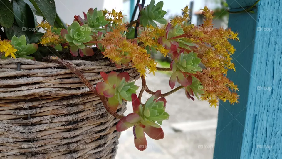 plant