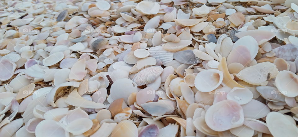 Sea shell