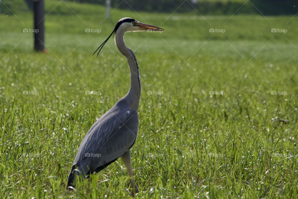 Grey Heron