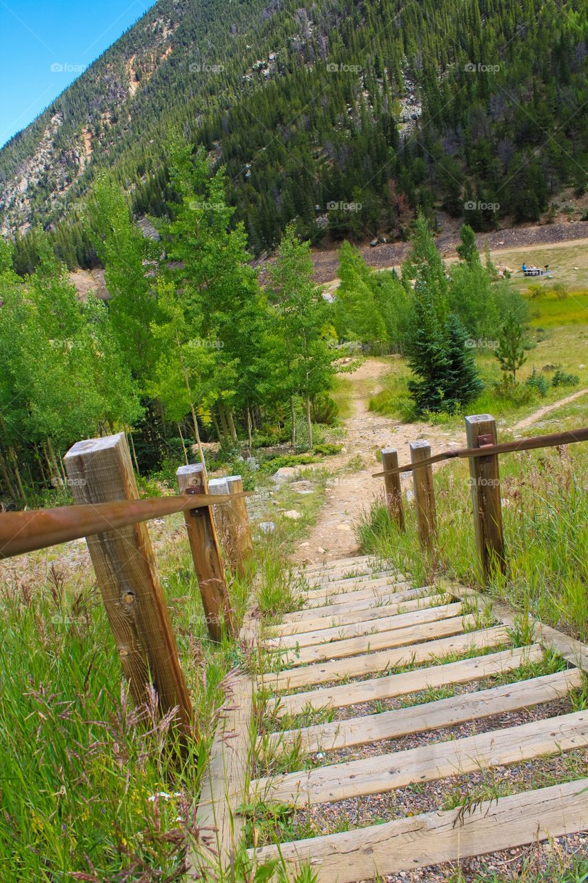 Stairway in lush landscape