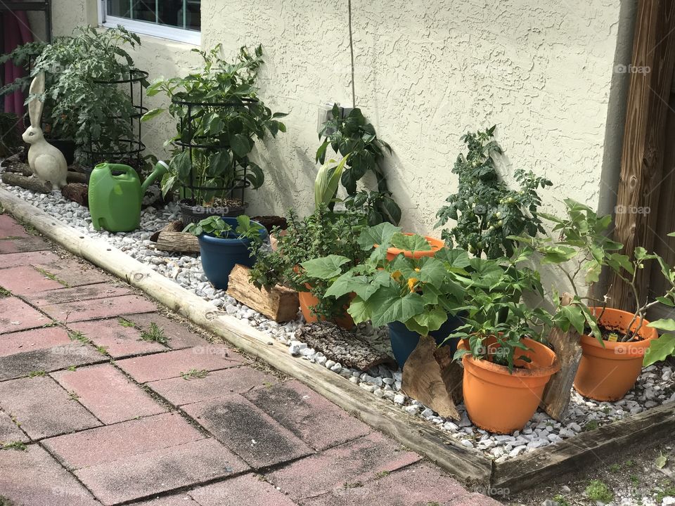 Potted Garden