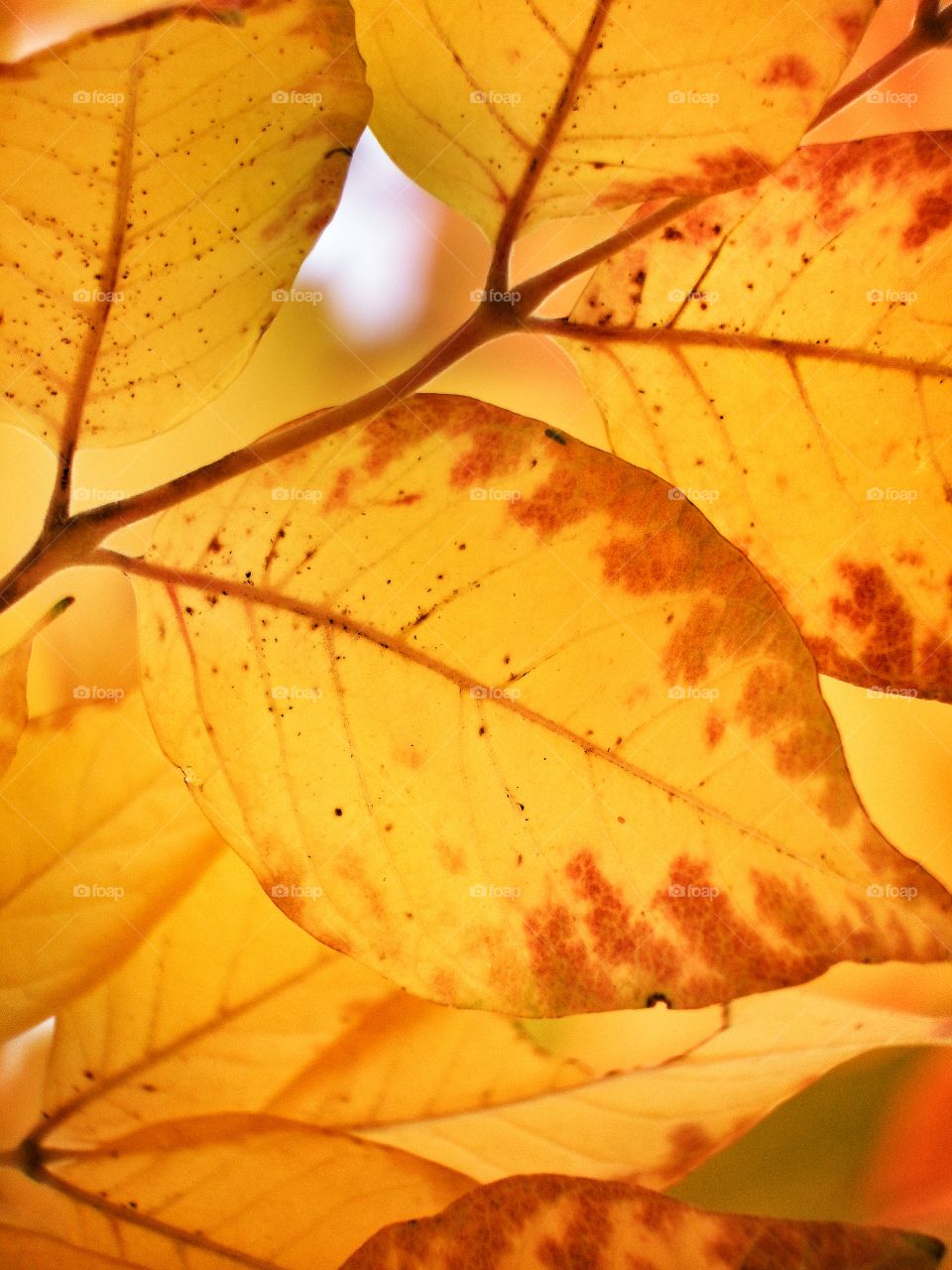 Yellow fall leaves 5. A close up of yellow fall leaves with the sunlight shining through.