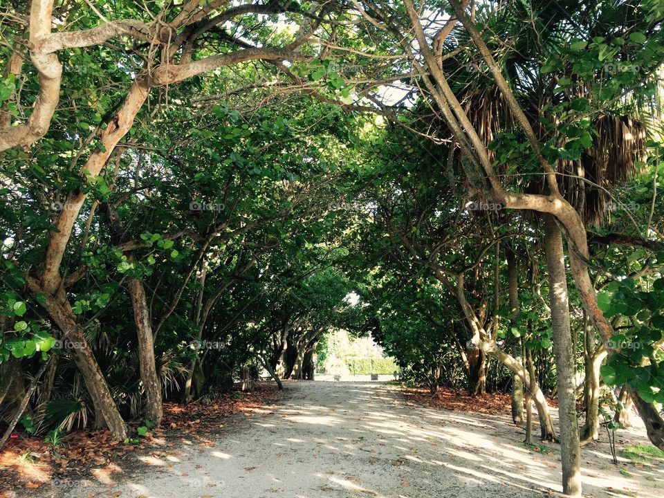 Sandy walkway . Beach walkway. With trees and sand