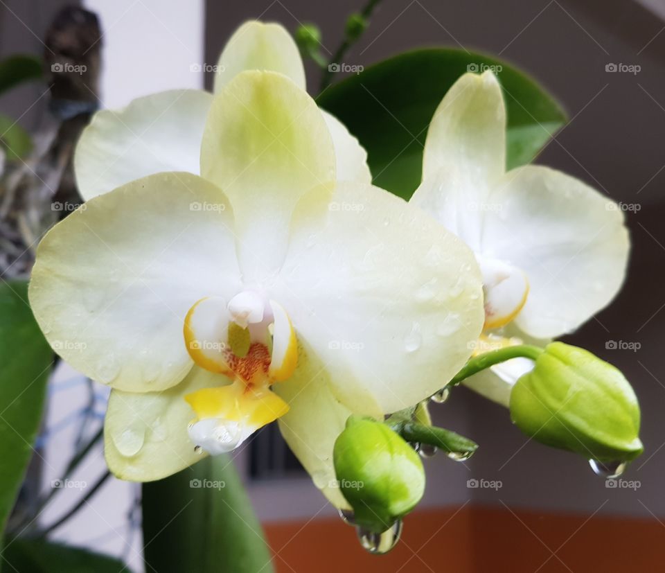 Phalaenopsis aphrodite