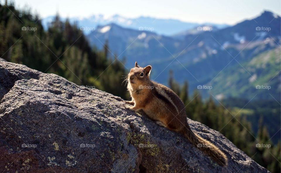 Chipmunk posing for a shot in its mountain home