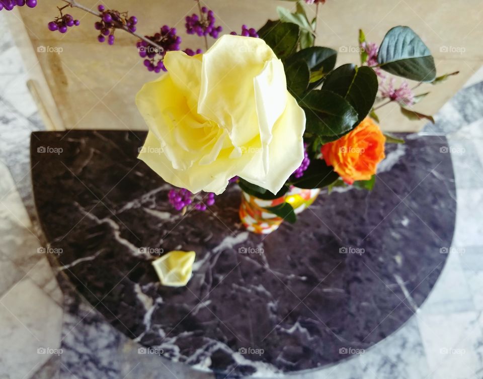 Flower, Rose, Leaf, Nature, No Person