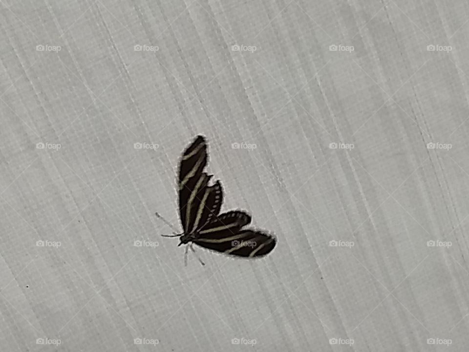 butterfly fly out of my tent please