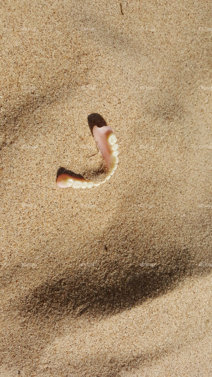 Lost false jaws lying on the sand on the beach