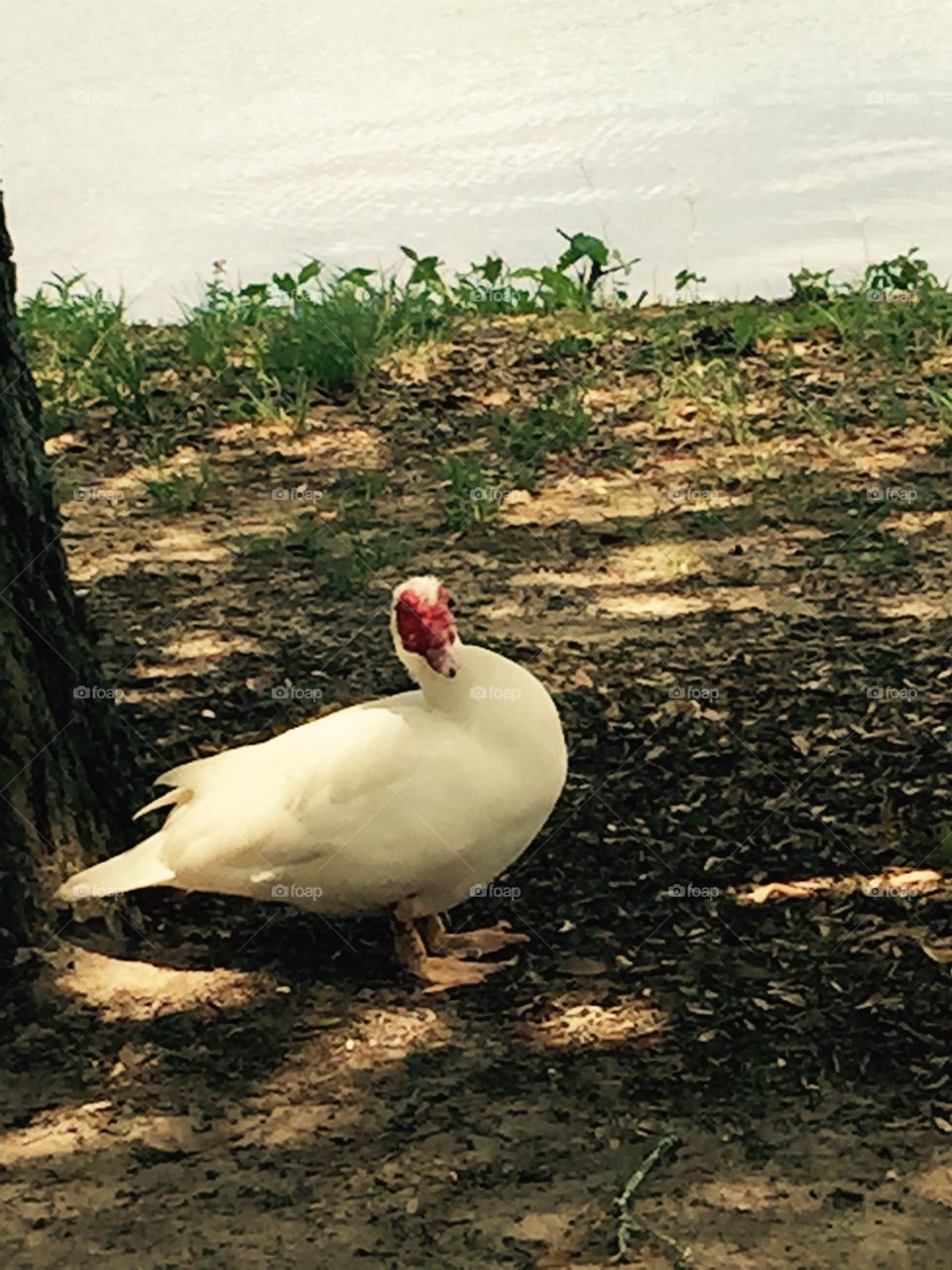 White duck on the ground.