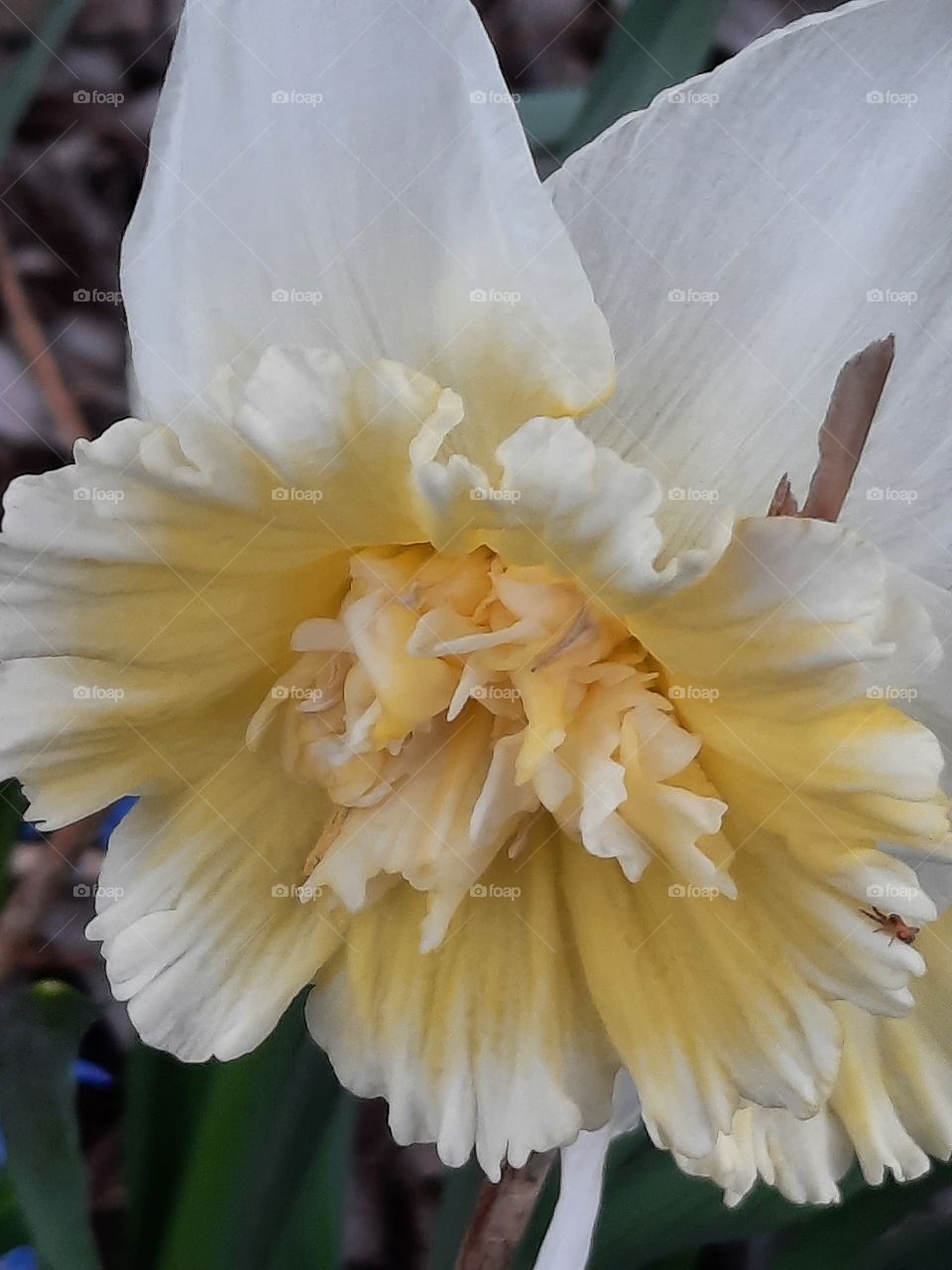 close-up  of white and light yellow  daffodil